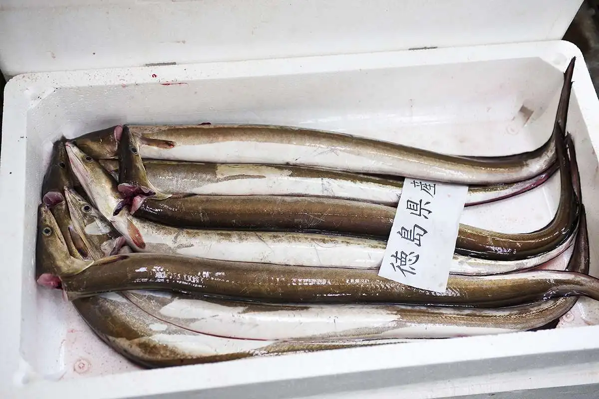 Boneless high quality frozen conger eel fish fillet for sale