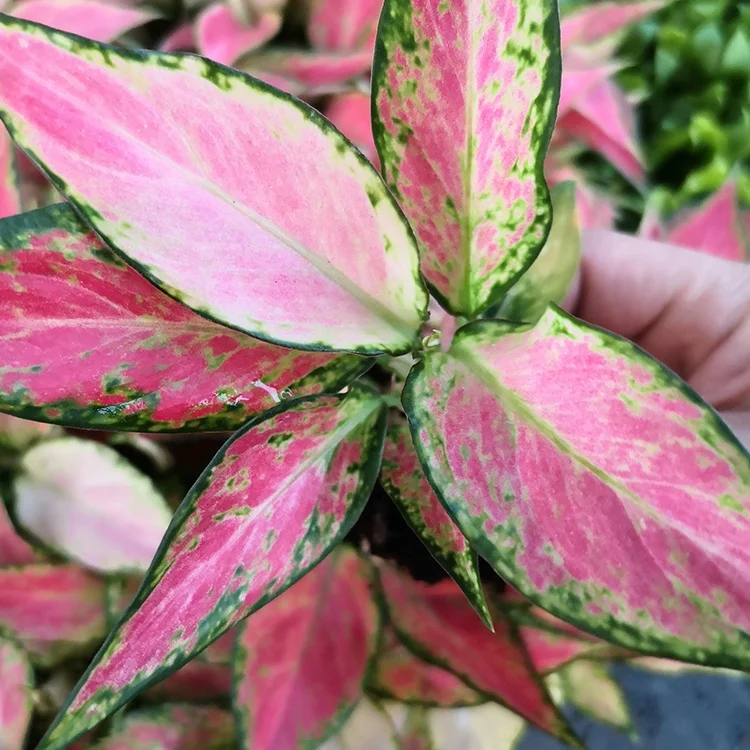  Искусственные саженцы aglaonema семена растений