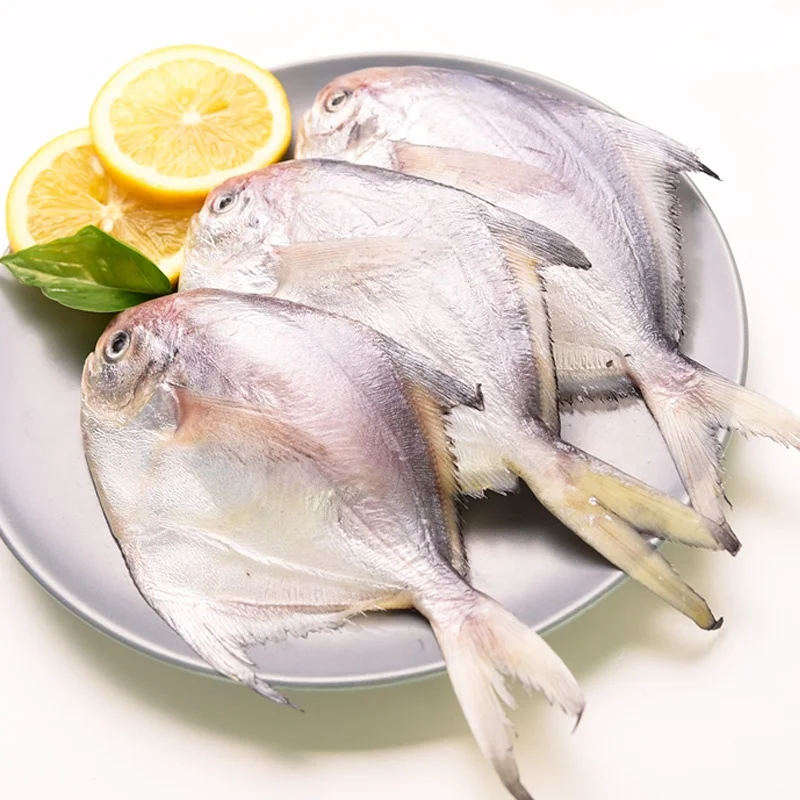 Good Quality Frozen Silver Pomfret Fish with Competitive Price
