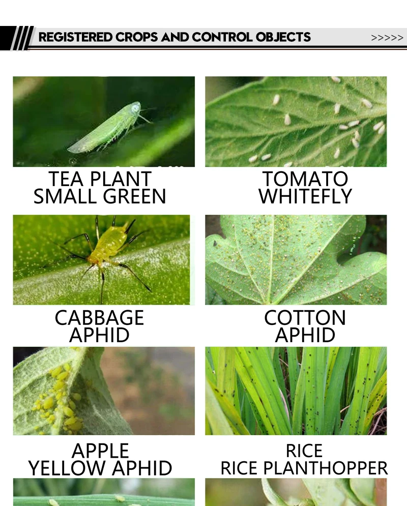 70% Acetamiprid WDG Aphids Thrips Whitefly Jumping Beetle Agricultural Pesticide Insecticide