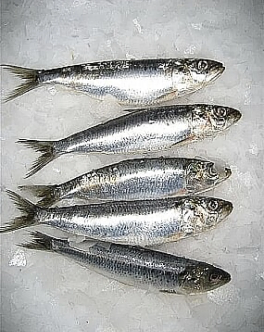 
frozen sardine 