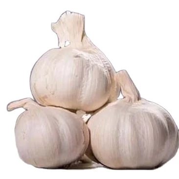 Garlic Planter / Farmer in China with Good Price