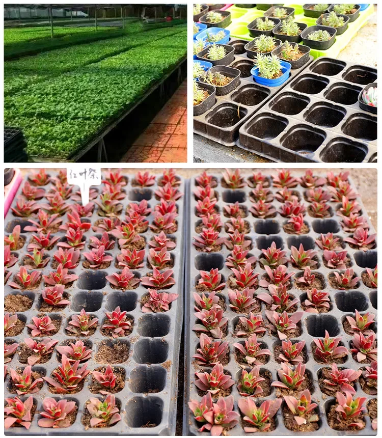 Hot Sale Heavy Duty Hydroponic Fodder Polystyrene Nursery Seeding Flat Trays