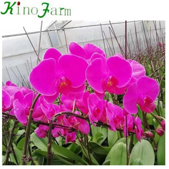 
Young Plant Phalaenopsis 