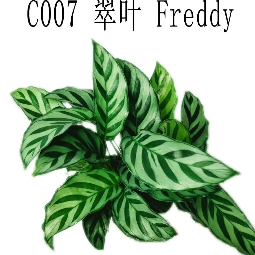 New wholesale high quality real plants Calathea of indoor bonsai pot Orbifolia in Calathea Nursery