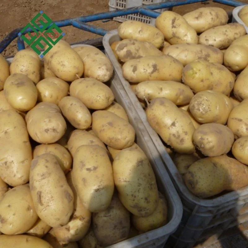 China Fresh Potato Export 100-600g Sweet Potato