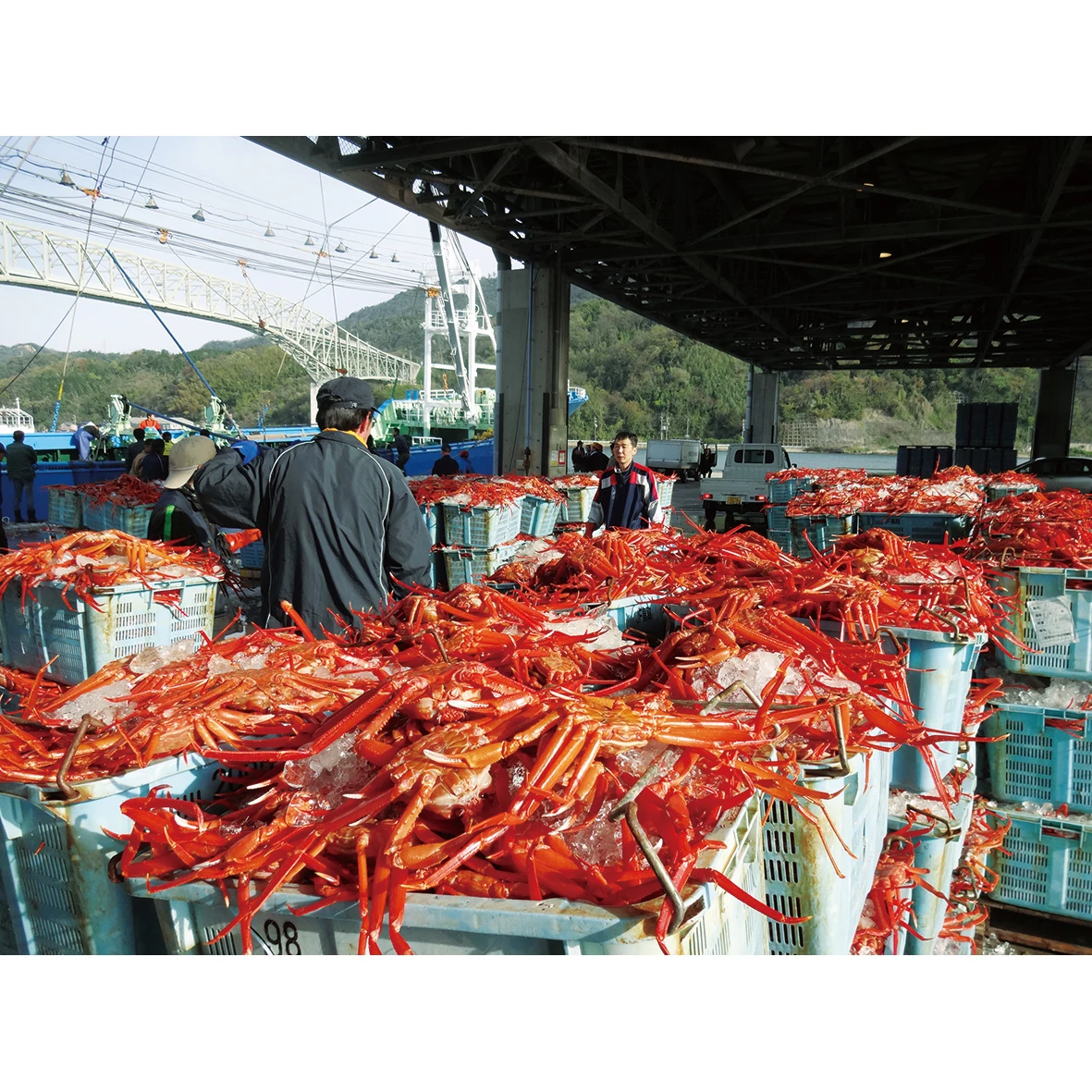 Freshly Boiled Stable Price Frozen Red Crab Leg Meat For All Seasons