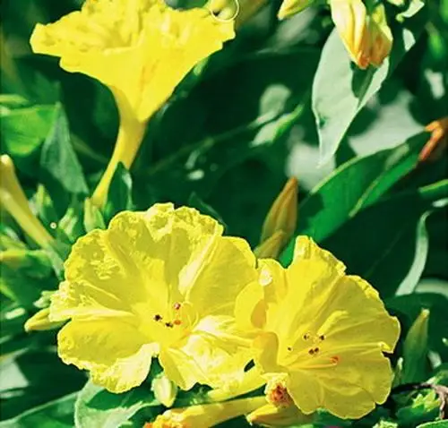 Желтые полезные травяные лекарственные семена Mirabilis jalapa четыре часа
