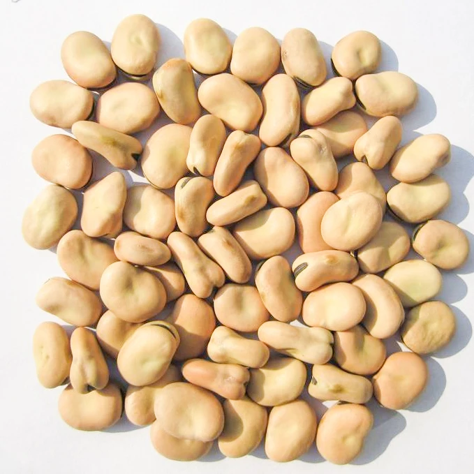 
Wholesale broad bean split peeled new crop 