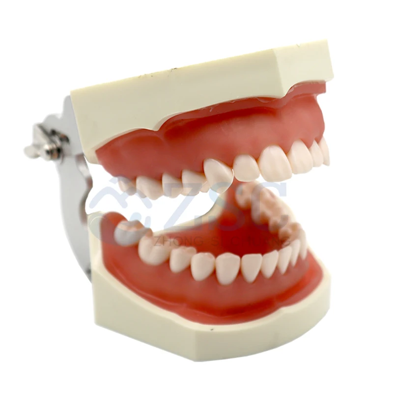 Dental Simulator Phantom Head Training, Dental Phantom Head Model, Portable Dental Simulator for Dentist Education and Training