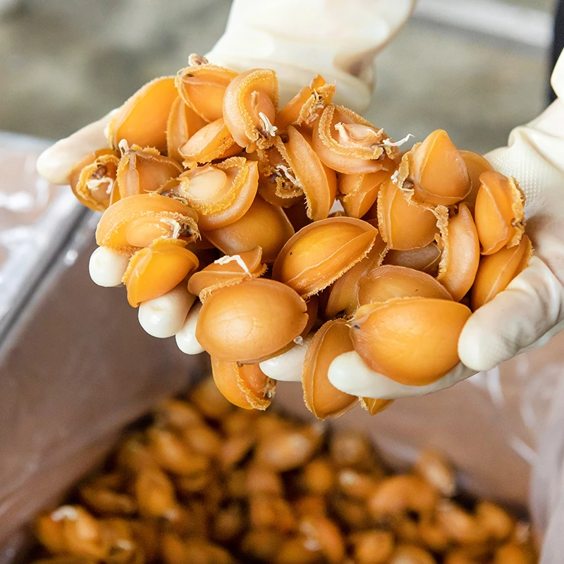 Nice Authentic Abalone Segments Meat Freeze Dryer FD methods High in nutrition OEM ODM acceptable packing customization