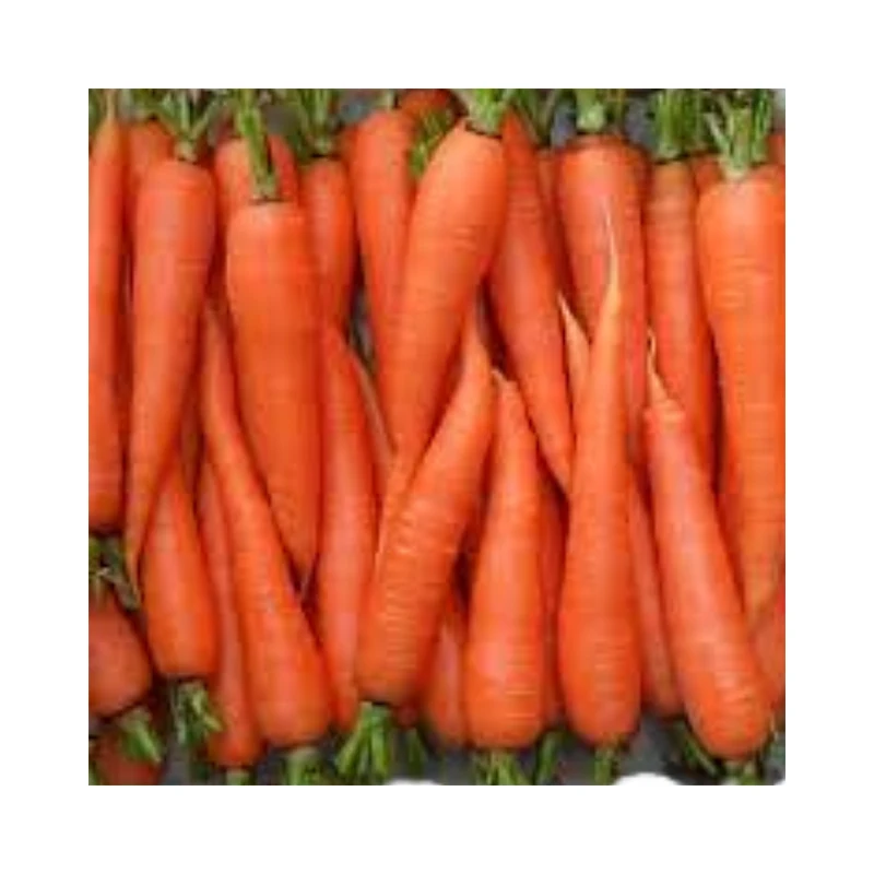 Treding hot products carrot fresh vegetables seasonal high quality carrots Wholesale Box Style Storage Packaging