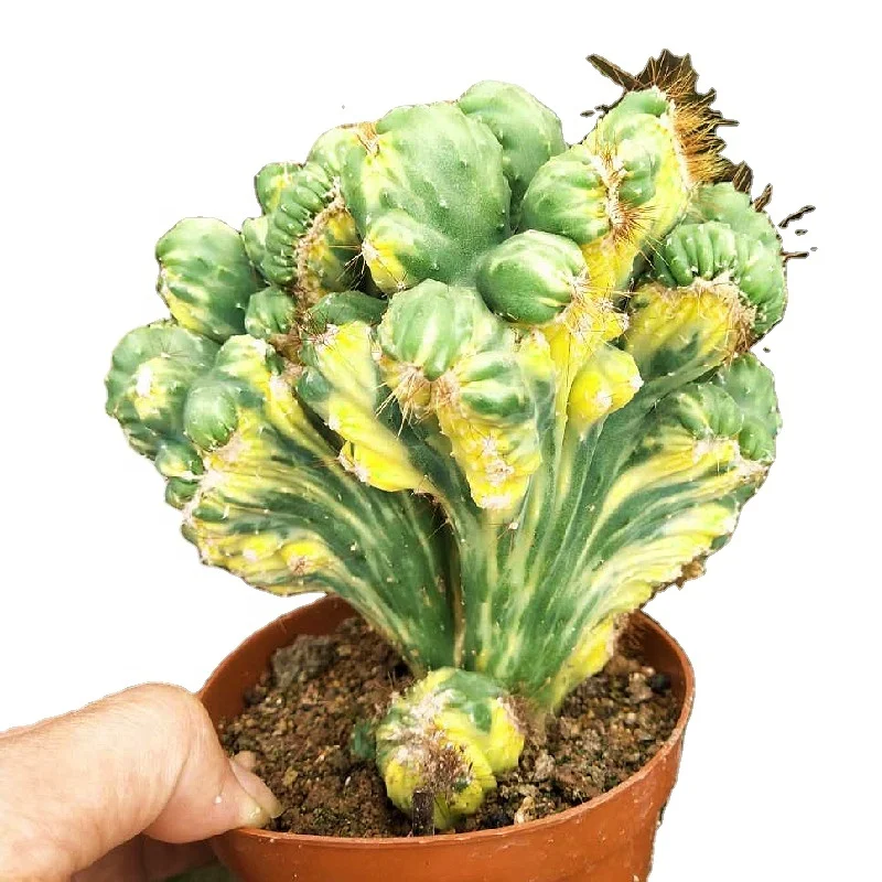 
Горячая Распродажа, высокое качество, Cereus sp.f.mo НСТ варигата, декоративные сказочные горные кактусы 