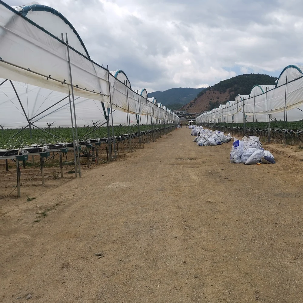 Baolida agriculture growing tent rain shelter green house frame berry greenhouse for tomatoes