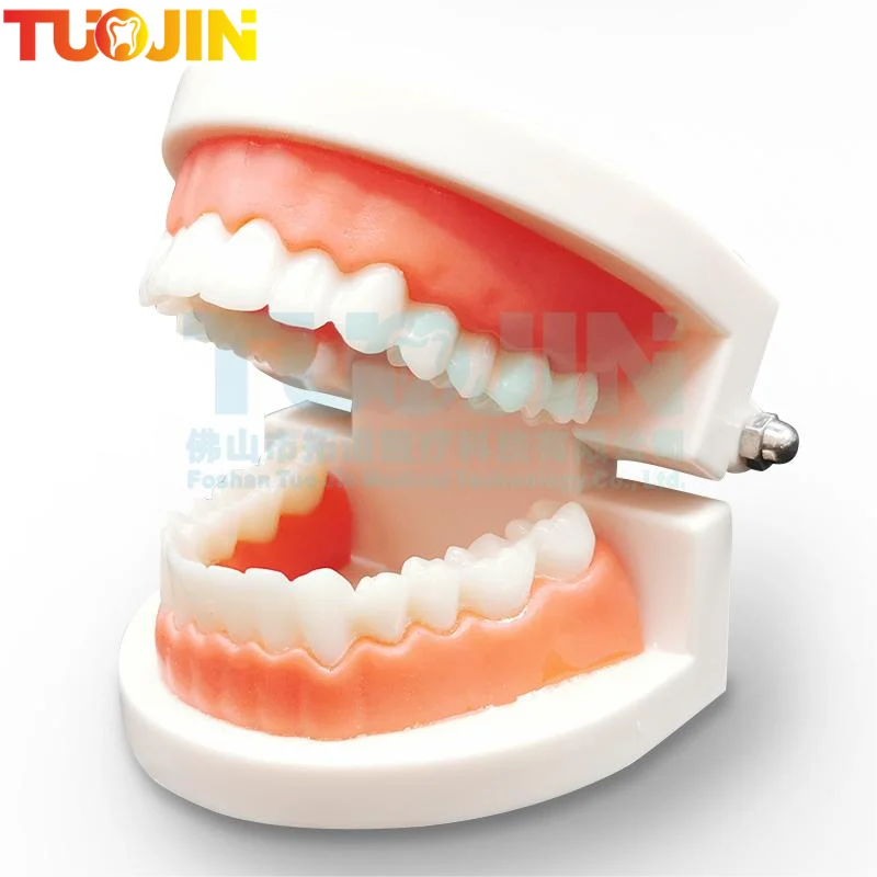 Dental Model Teeth Teaching Model Plastic Teeth Model For Dentist Dental Students Studying Education Display