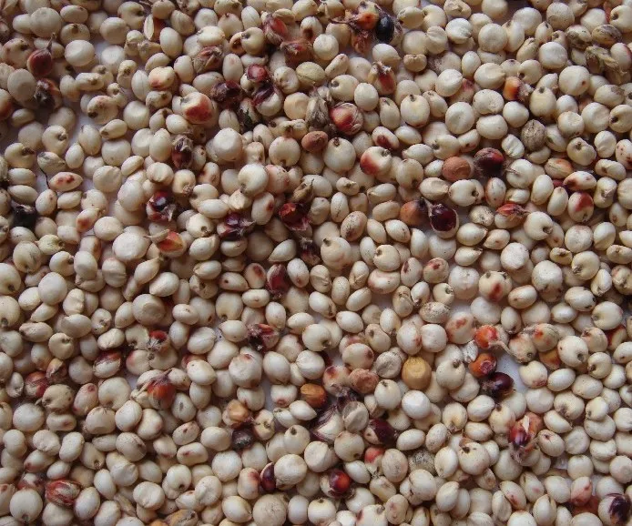 Bulk Kaoliang Organic White Sorghum Grains