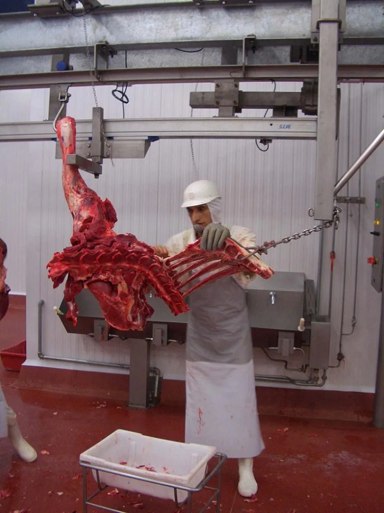 скота бойню процесс