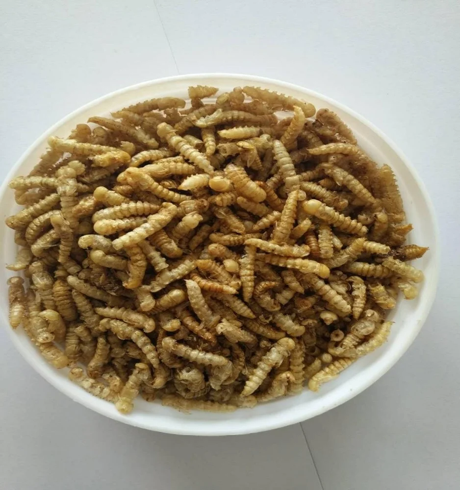 Dried Yellow Meal Worms Pupa Mealworm Pupa Bird Food Pet Food