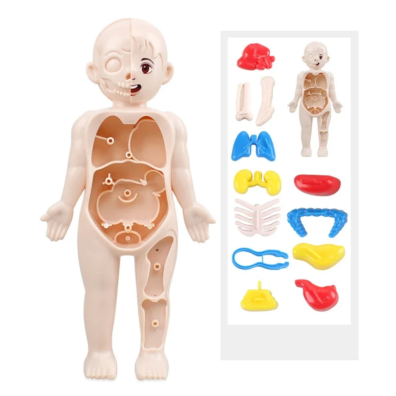 Montessori Toys Children Science Education Human Body Organ Anatomy Model DIY Assembled Medical Toys Teaching Tools