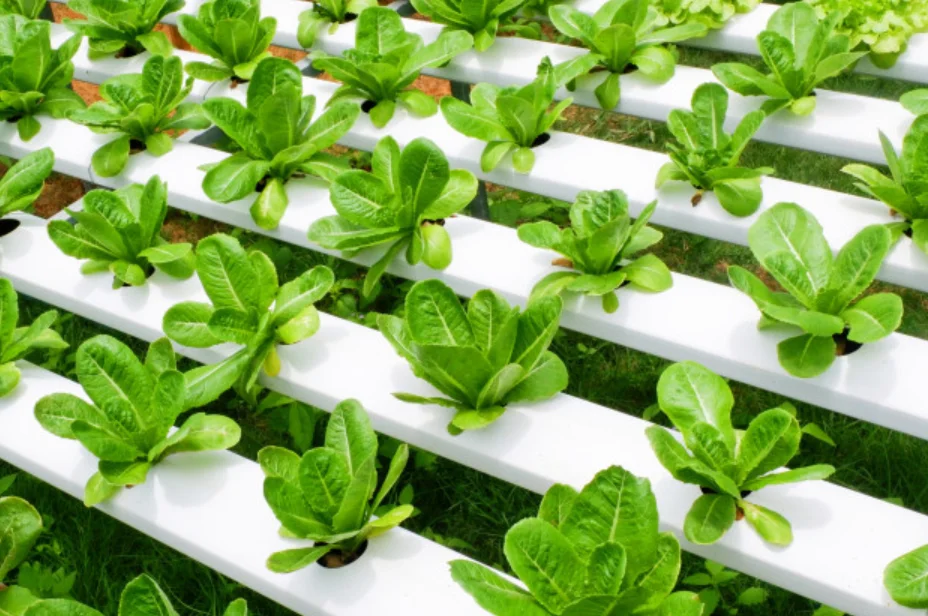 Factory direct sale custom hydroponic floating boards rafts foam system DWC Foam Floating Raft Floating Hydroponic Garden