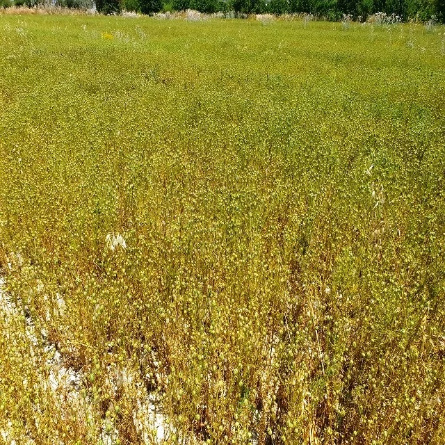 Black cumin seed oil - Nigella Sativa - Top Grade 100% Pure Black Cumin Oil