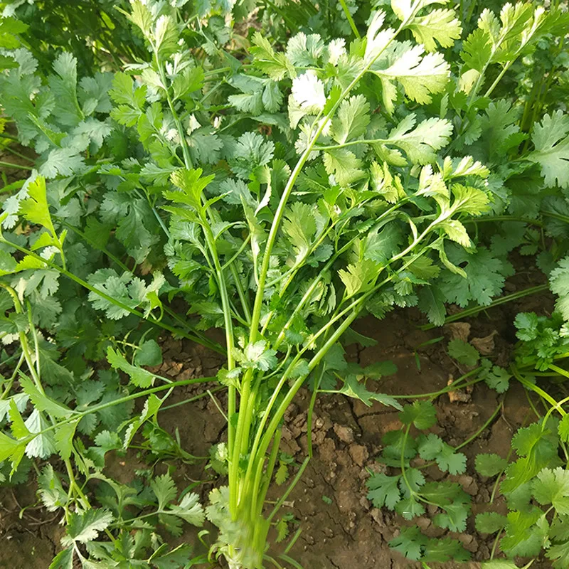2021 свежие семена органического овоща кориандр семена для посадки