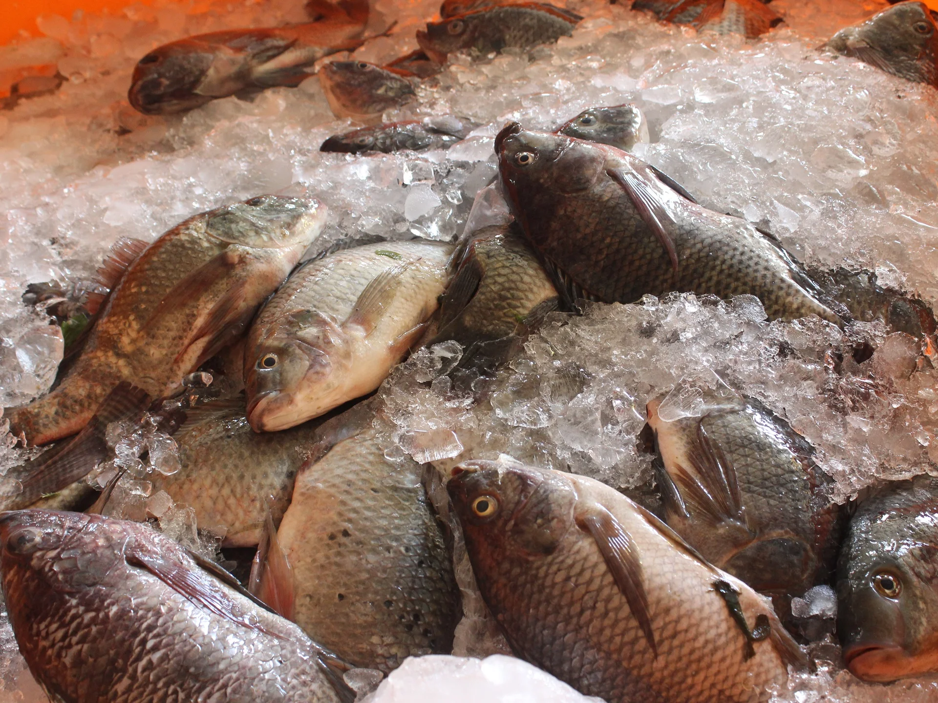
Factory Supply Frozen Whole Round Tilapia Fish 