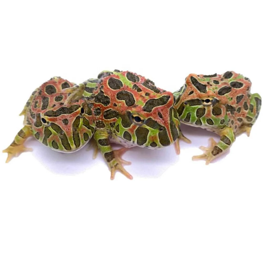 
Farm bred Ceratophrys ornata South American Pacman frog For sale 