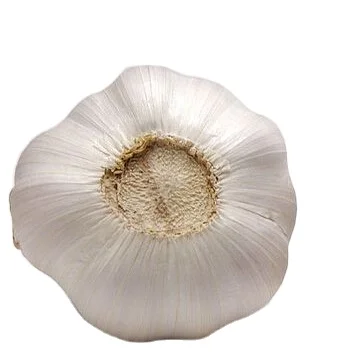 
 Свежий белый чеснок от китайского производителя  