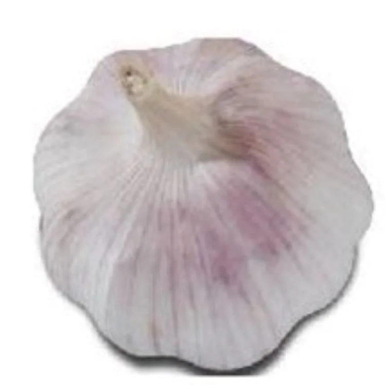 Best price new crop fresh garlic original supplier full dried goods garlic from garlic factory