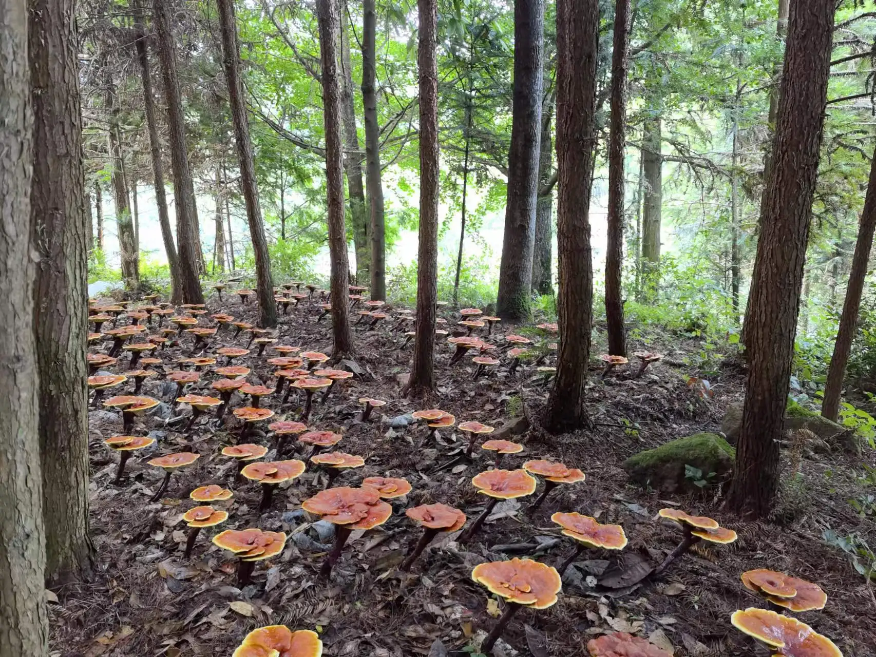 ODM OEM Organic Mushroom Extract Powder Blend coffee Lions Mane cordyceps reishi chaga Mushroom Coffee