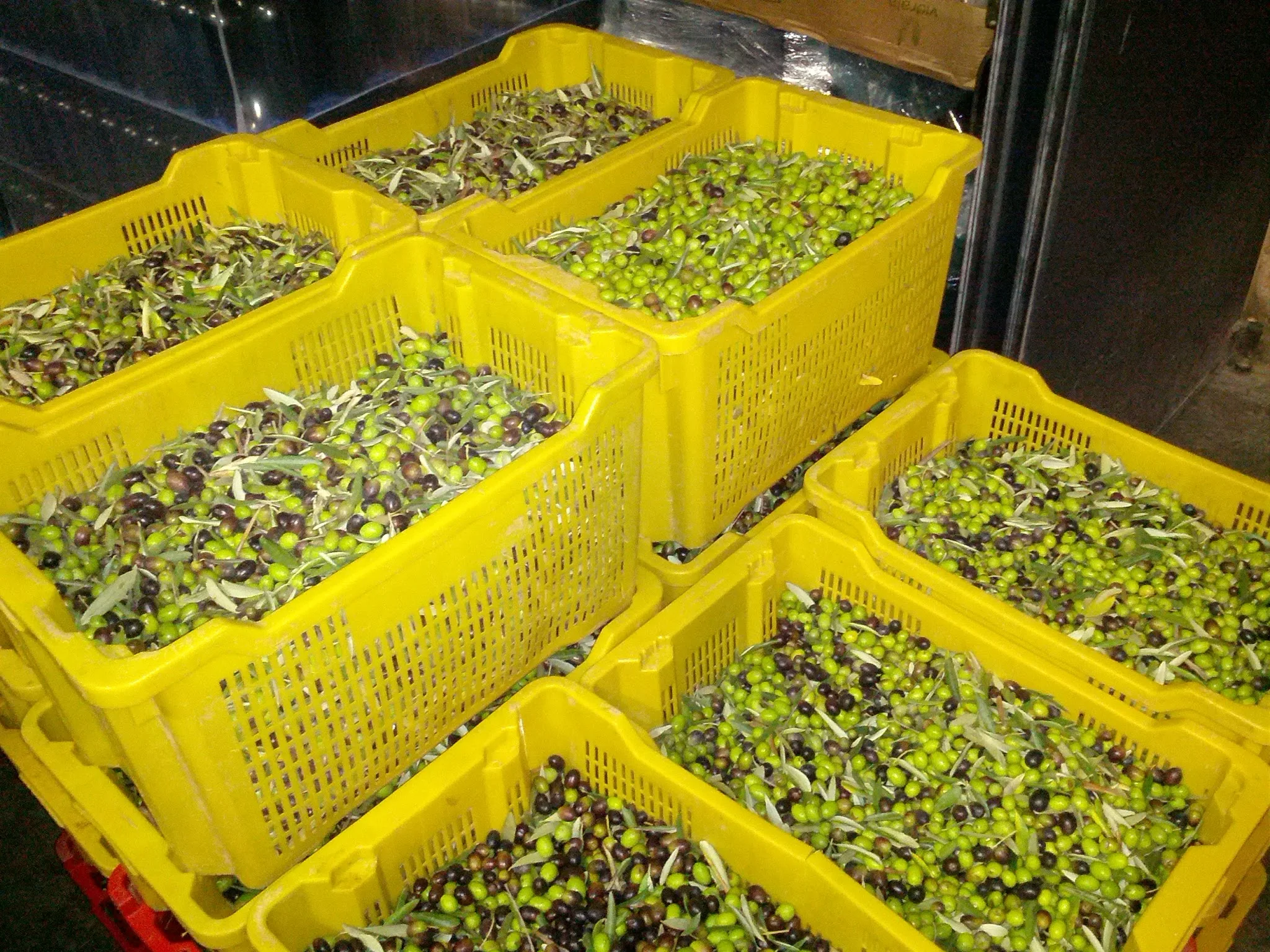 IL CILIEGIO 250 ml Olive Oil Bottle or Can High Quality Artisanal Organic Extra Virgin Olive Oil for Seasoning