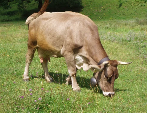 Parda alpina oxes bulls