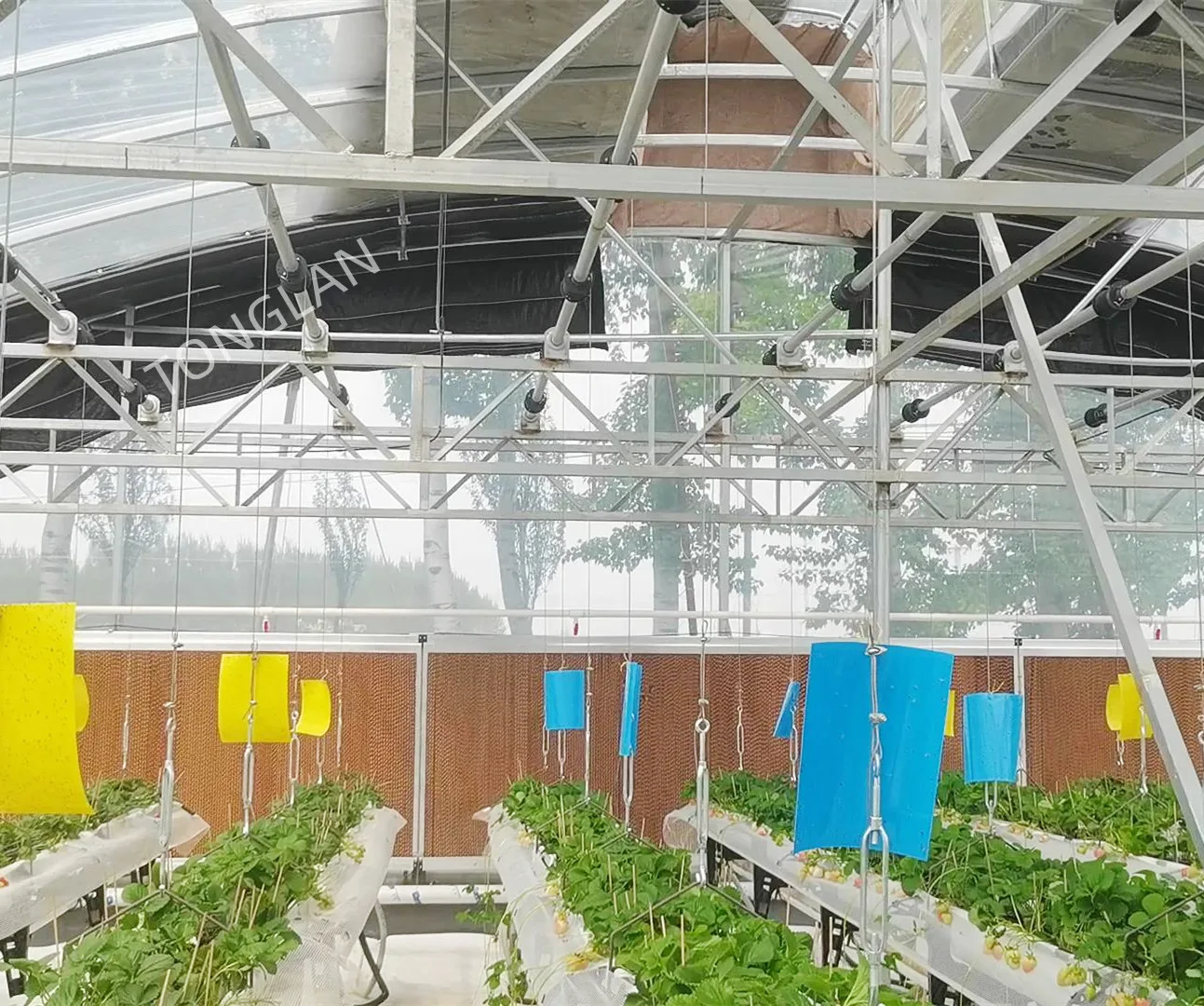 Chinese Manufacturer Irrigation and Hydroponic Equipment Agricultural Oval Tube New Multi-span Greenhouse Used Sale