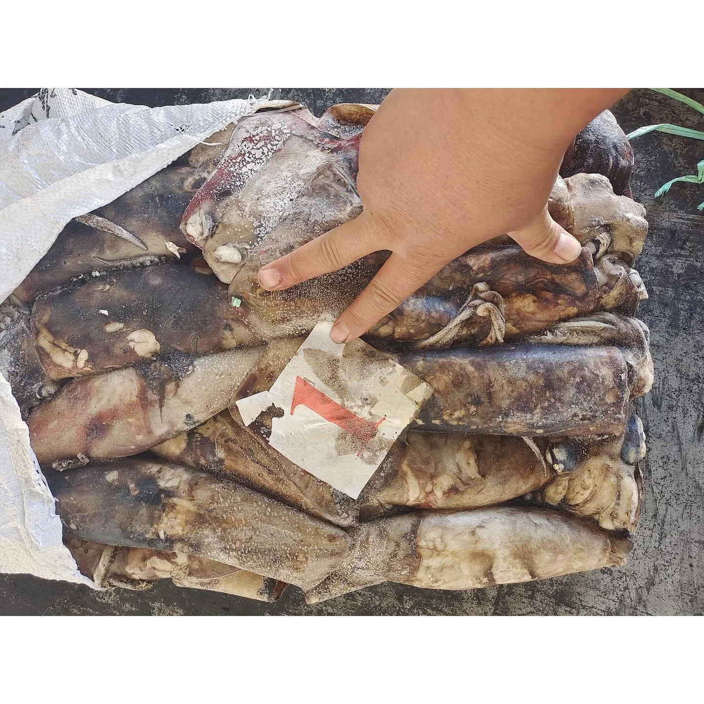 Frozen Calamari 300-500g Frozen Giant Squid Dosidicus Gigas Squid