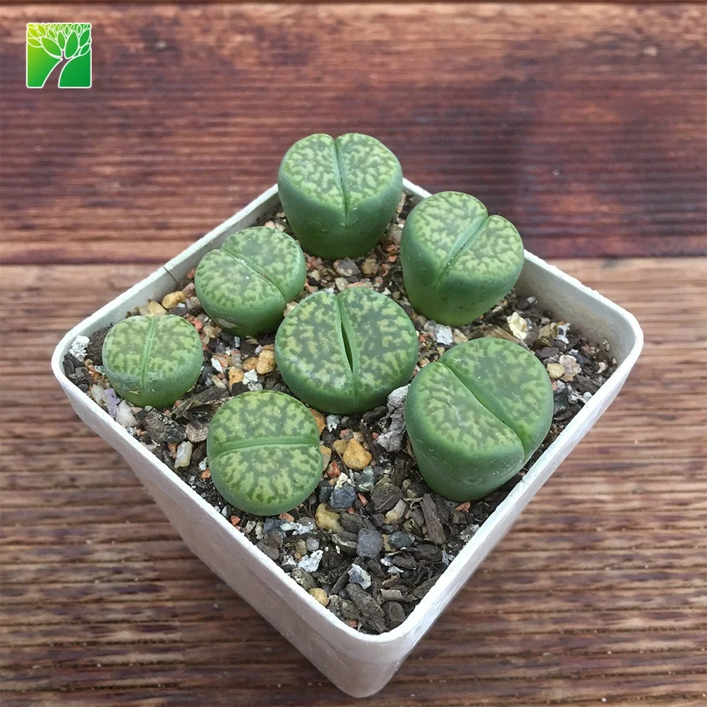 Plant farm direct sale real living stone lithops bromfieldii succulent plants