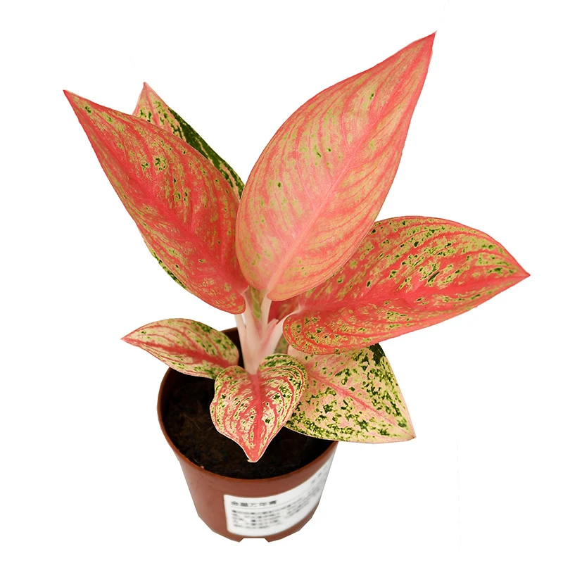  Низкая цена оптовая продажа красивая золотая звезда орнамент Aglaonema листва живые растения