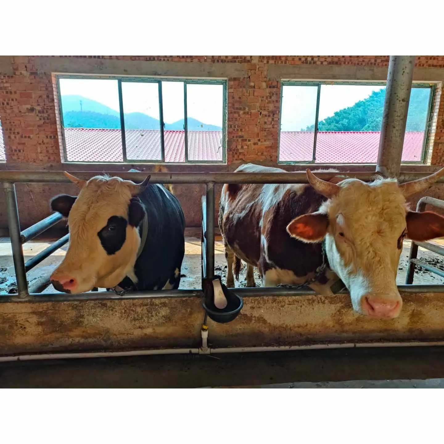 Spacious Modern Cowshed Comfortable Livestock Housing with Steel Structure Made from Sandwich Panel for Workshop Application
