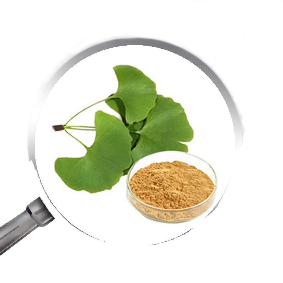 Organic Ginkgo Biloba Extract 24% flavonoids ginko biloba
