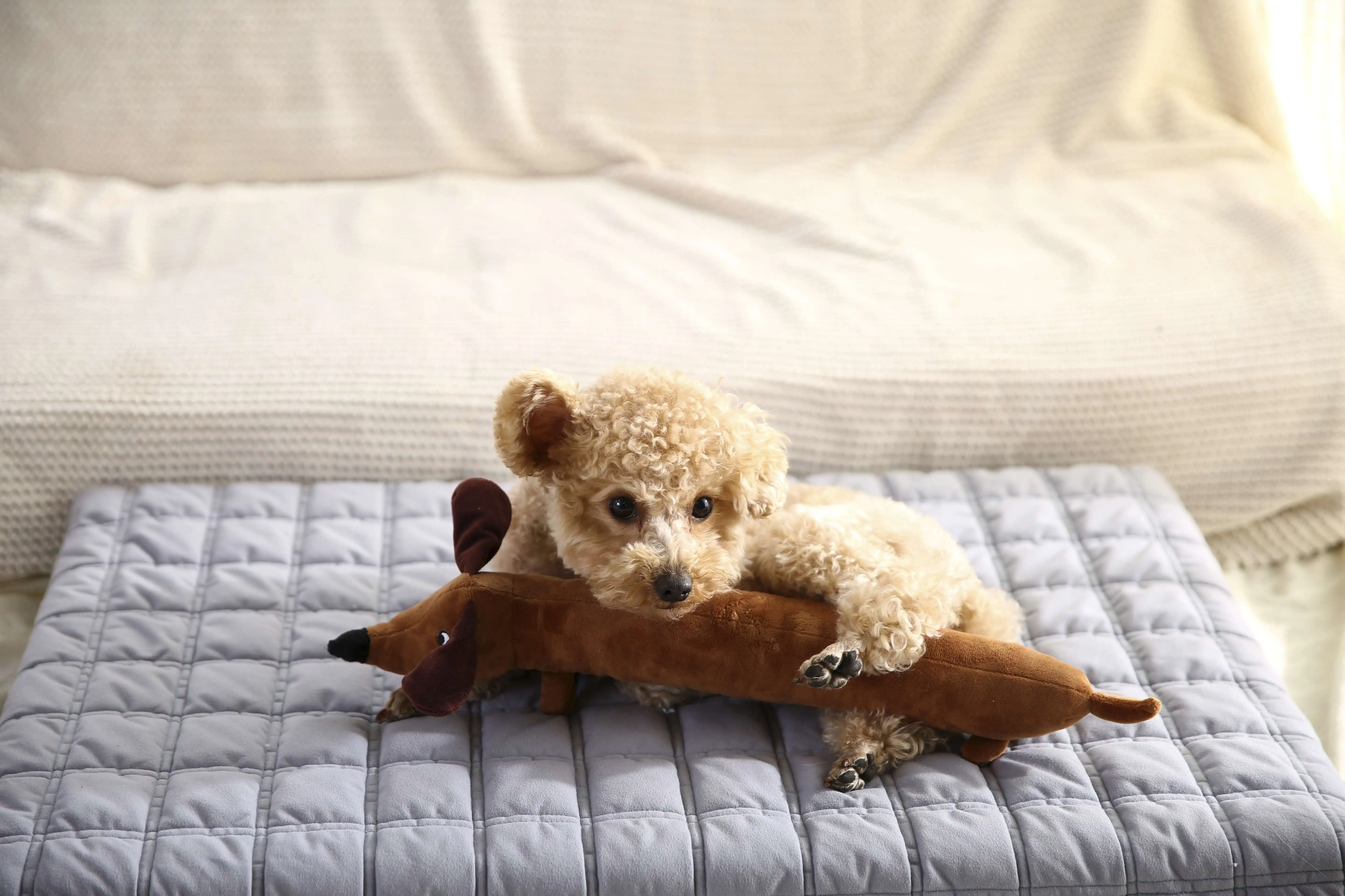 Pet Bed Accessories Antistatic Fabric Lattice Pattern Large Dog Cushion Orthopaedic Sponge Bed
