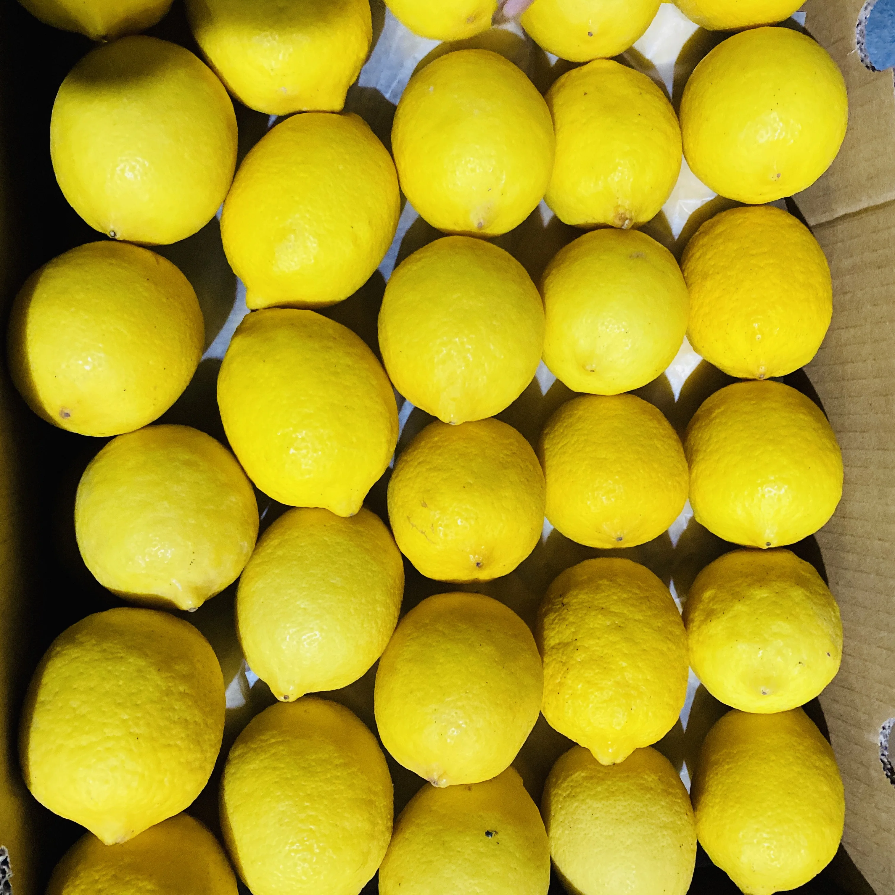 Fresh Eureka lemon from CHINA