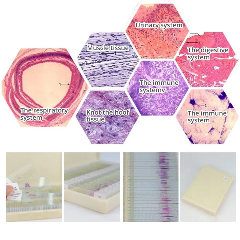 medical science Prepared Glass Microscope Slides for Student science research for human histology slides