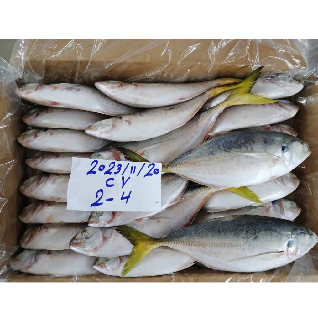 Ooman происхождения замороженный желтый хвост Scad для рынка