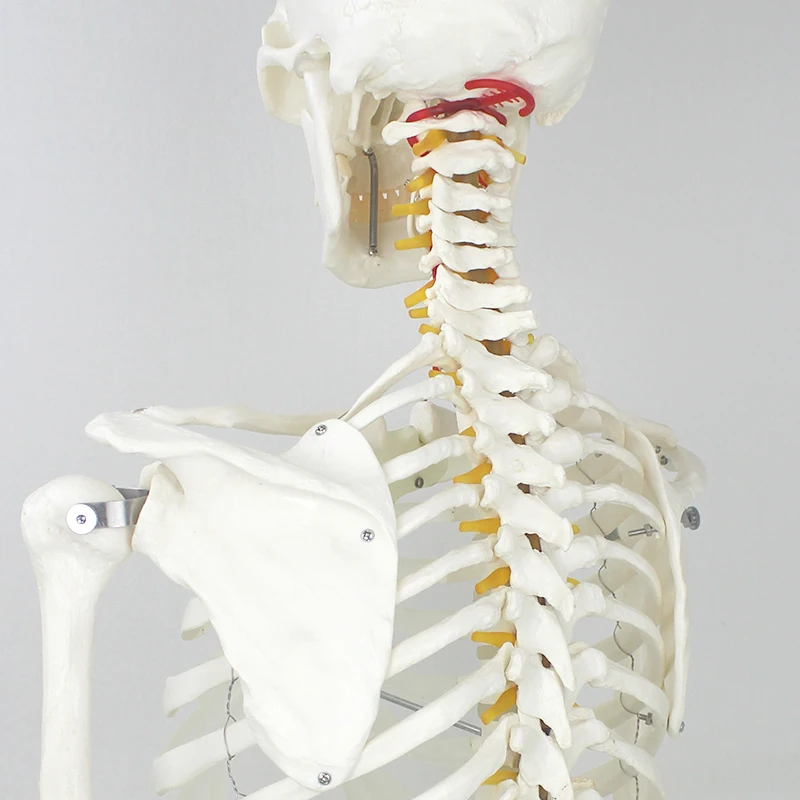Anatomical Human Teaching Model of 170cm Human Skeleton with Natural size of pvc