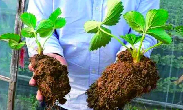 PGR NAA Naphthalene Acetic Acid Rapid Rooting Powder NNA  plant rooting hormone