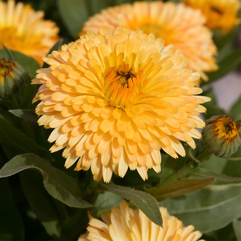 
Factory Wholesale Peach Color Calendula Officinalis Seeds For Planting 