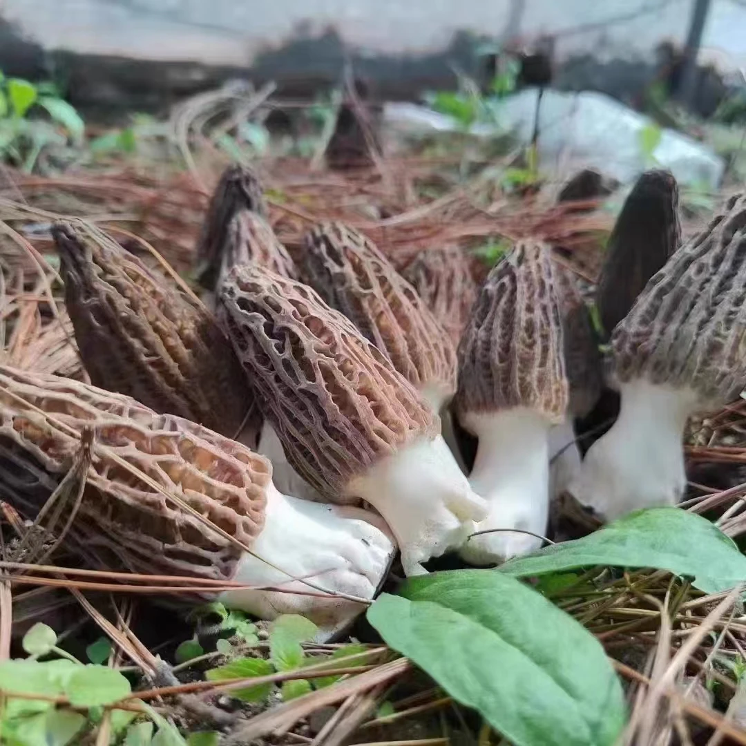 China Export 100% original yunnan Wild Moral Mushroom