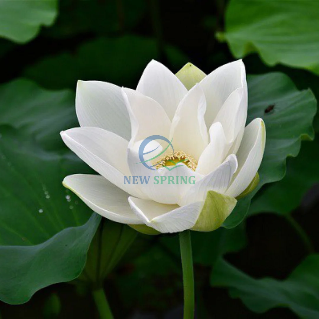 Hot Sales Natural Flower Decorative Fresh Lotus Flower  For Wedding Decoration and gifts