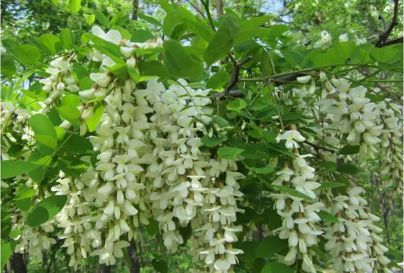 Pure Natural Raw Organic Product from China 100% natural  White Acacia honey