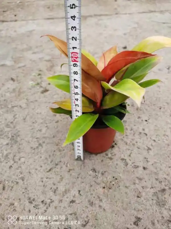 Оптовая продажа по лучшей цене Philodendron апельсиновый принц древесное